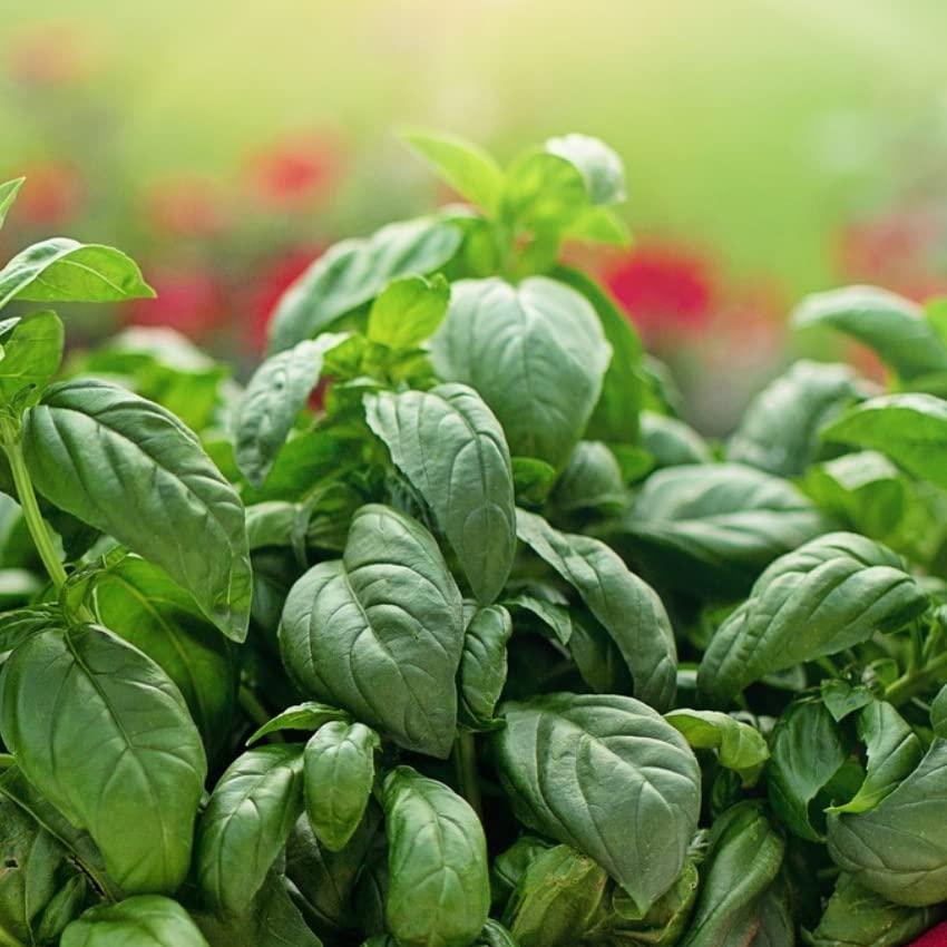 Bálsamo Labial Natural Albahaca Romero 2 Paquete 4.54g