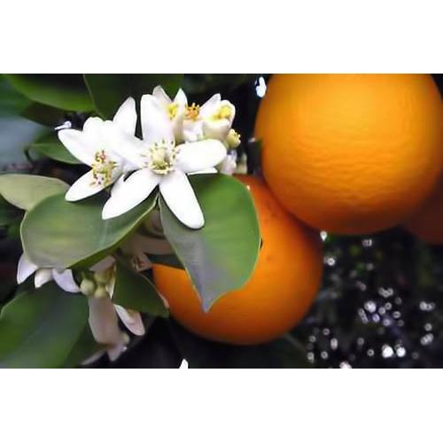 Pack de 3 Agua de Flor de Naranjo Neroli 118ml - Hidratante Piel
