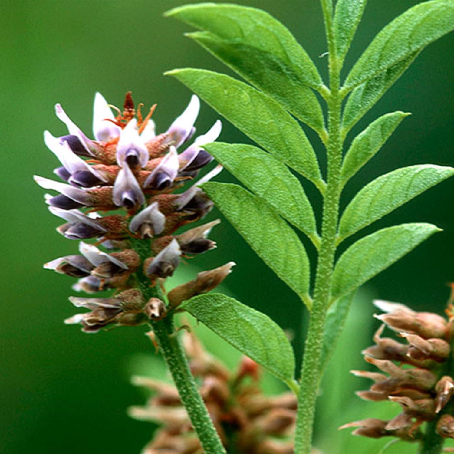 Extracto de Regaliz en Polvo 450g Ingredientes Originales Puros