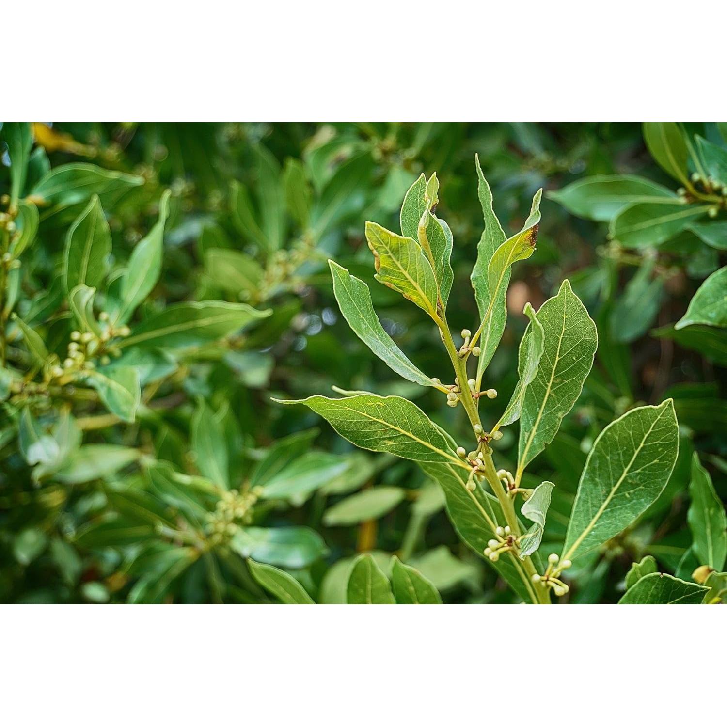 Aceite Esencial de Hoja de Laurel ArOmis 30ml - 100% Puro