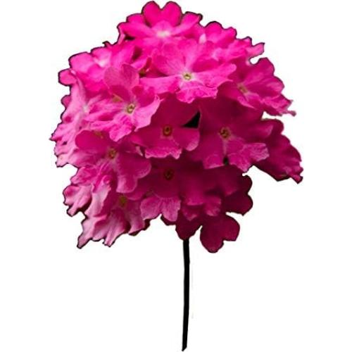 Aceite Esencial 100% Puro Verbena de Limón Silky Scents 30 ml