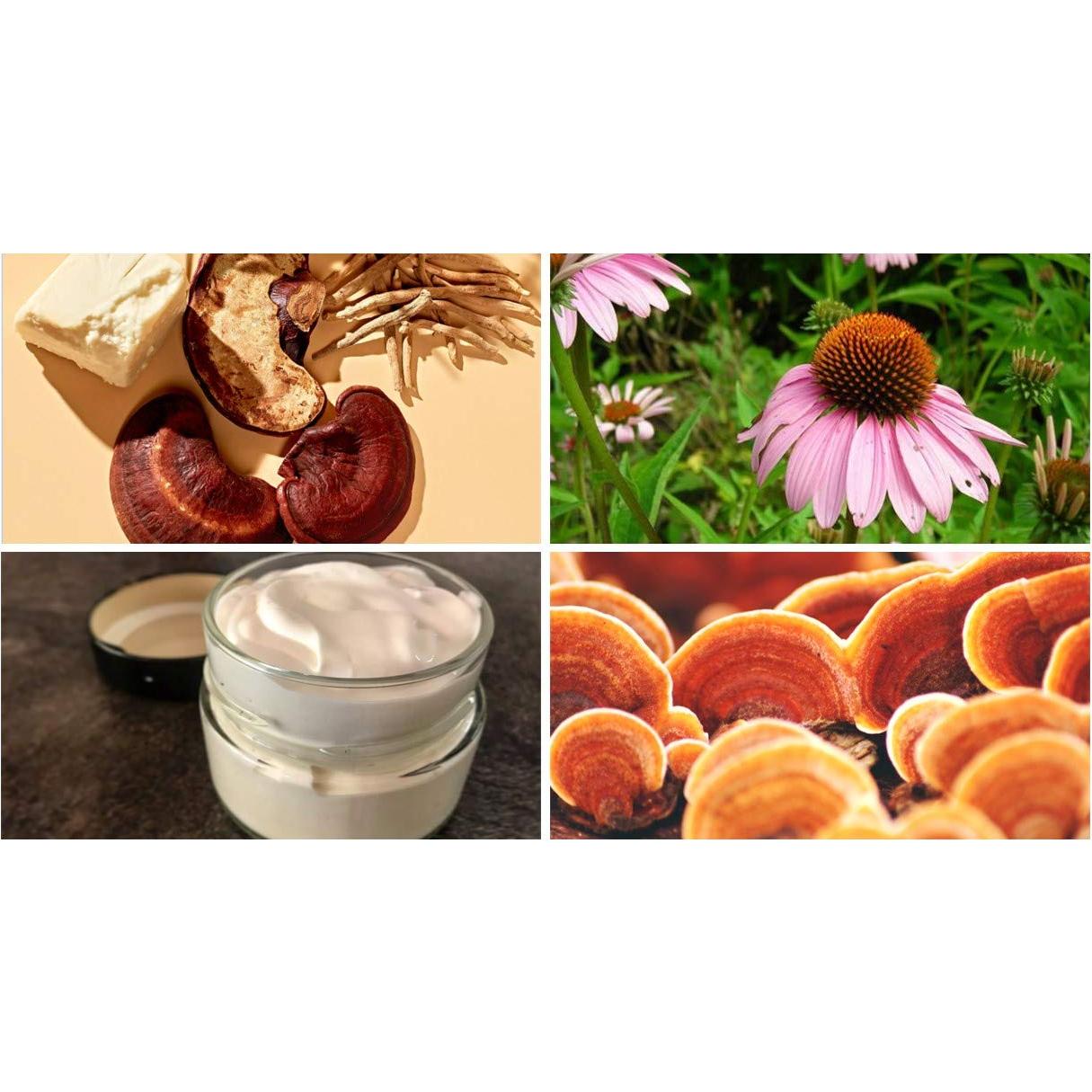 Crema Nocturna Antienvejecimiento Navoms Beauty con Reishi 14g