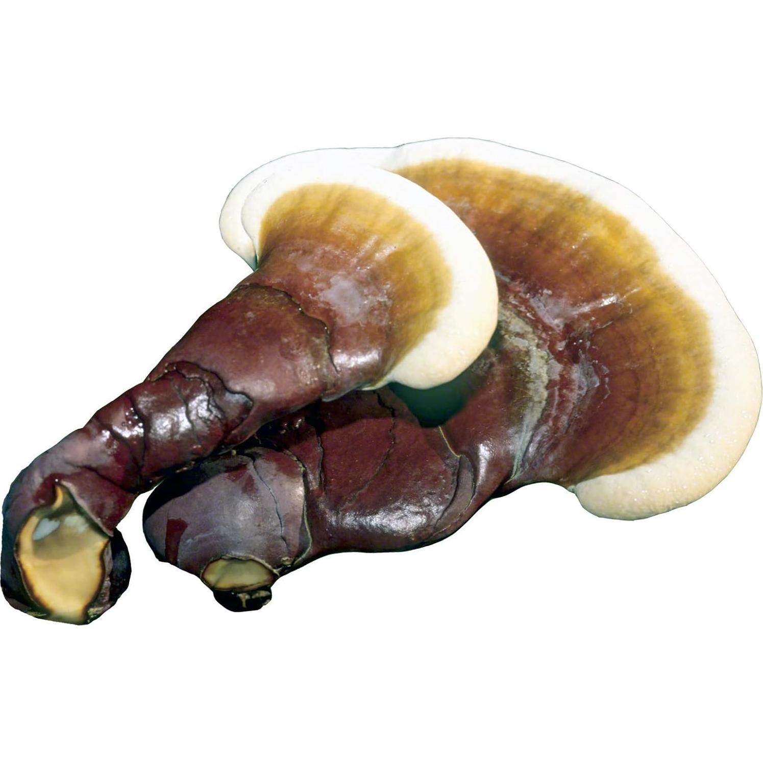 Cultivo de Hongos Líquido Reishi The Mushroom Lab 10cc