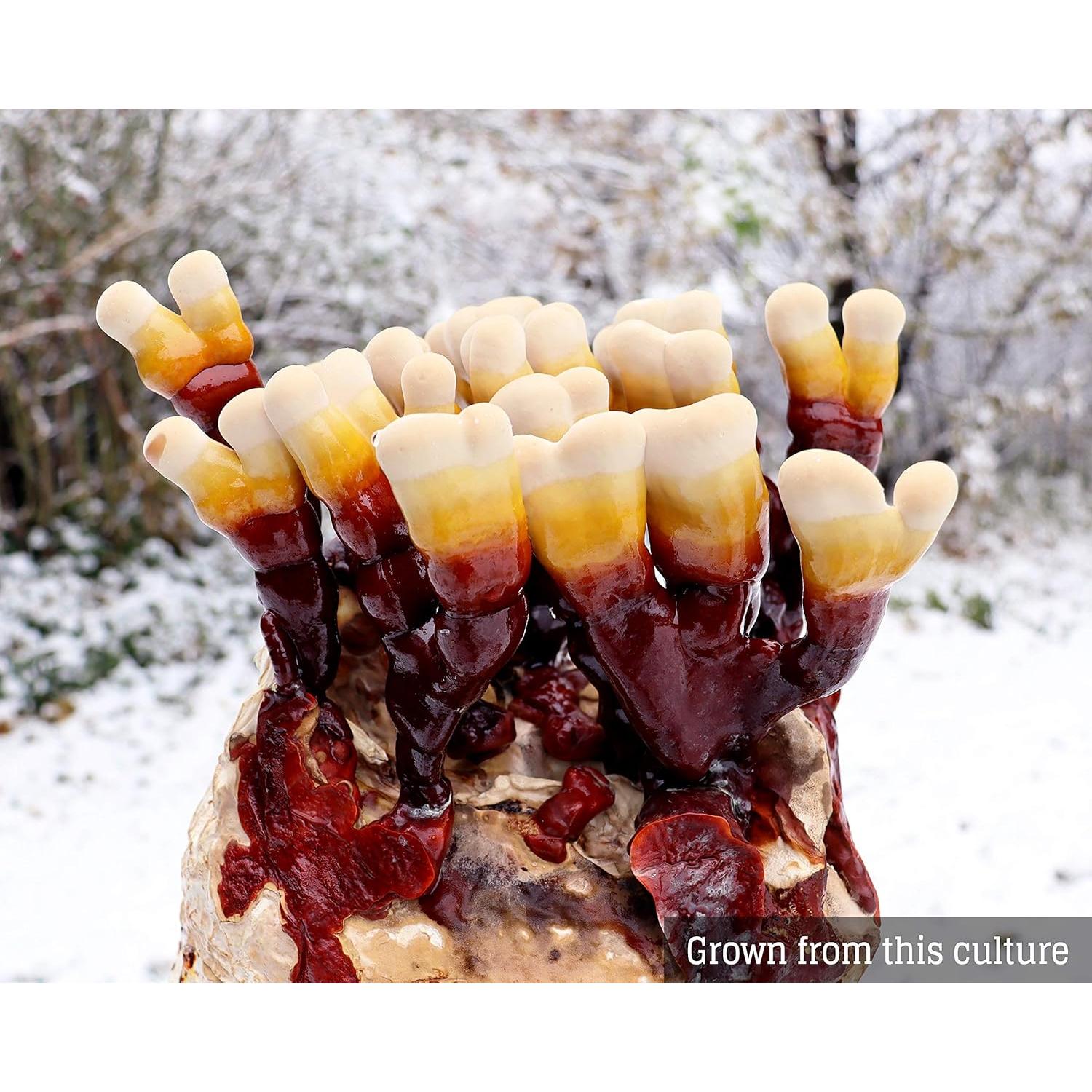 Cultivo de Hongos Líquido Reishi The Mushroom Lab 10cc