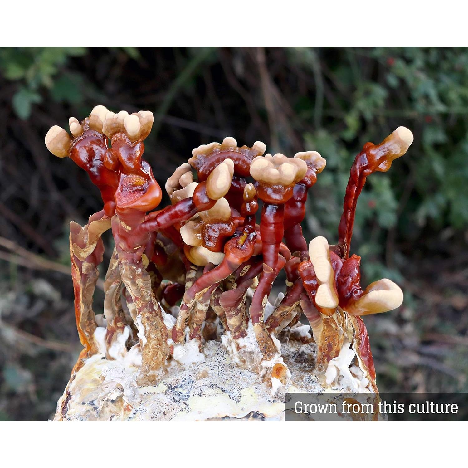 Cultivo de Hongos Líquido Reishi The Mushroom Lab 10cc