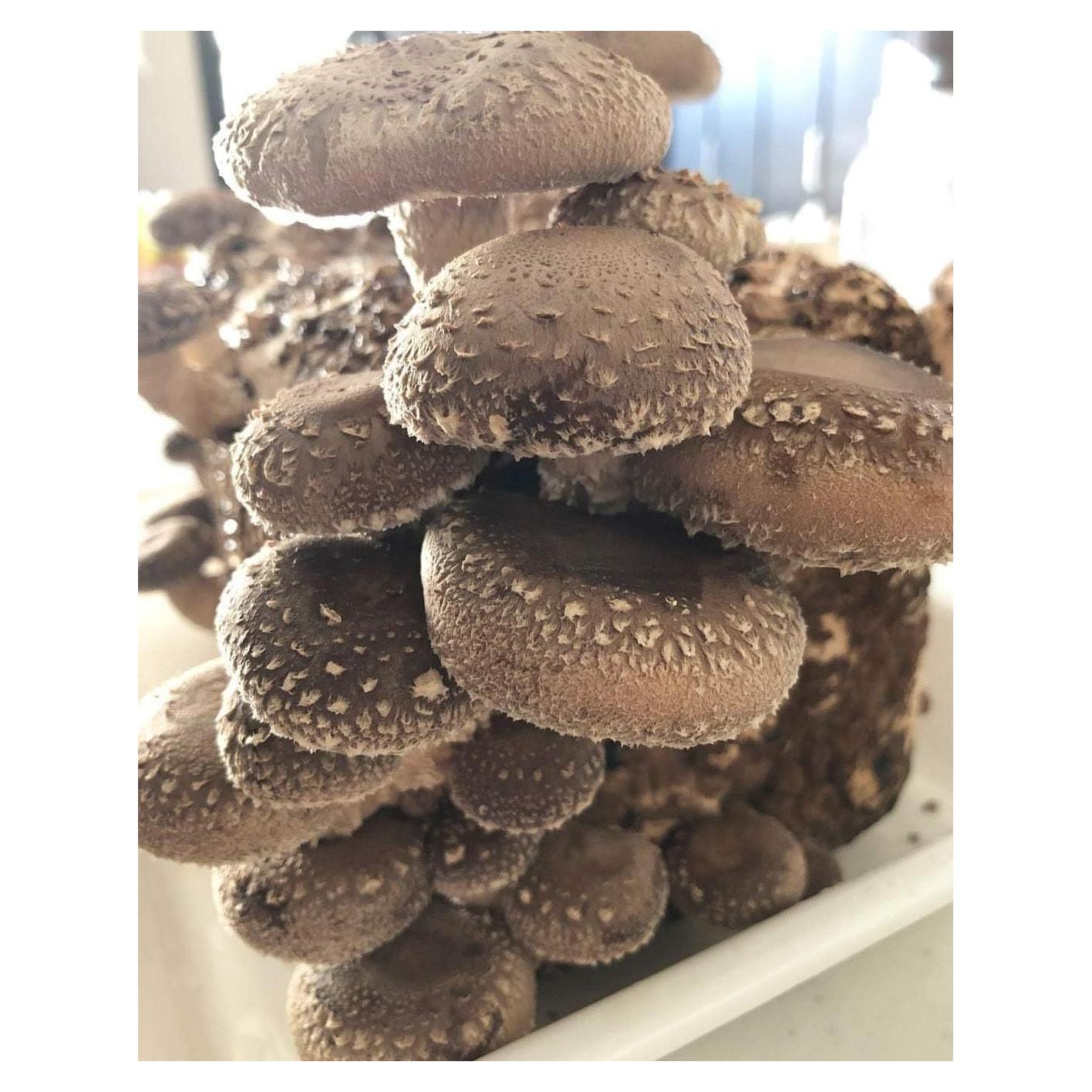 Micelio de Hongo Shiitake 439g para Cultivar Hongos Gourmet