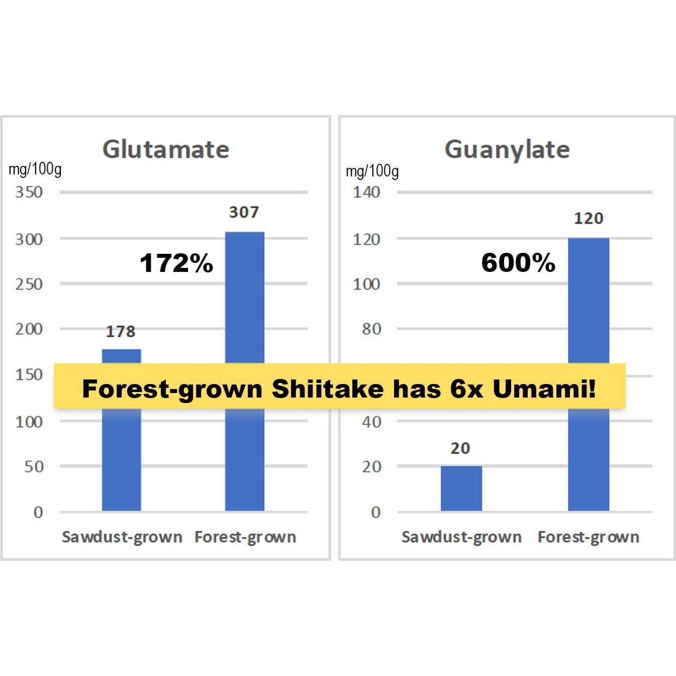 Polvo de Shiitake Orgánico Japonés 40g - Potenciador de Umami