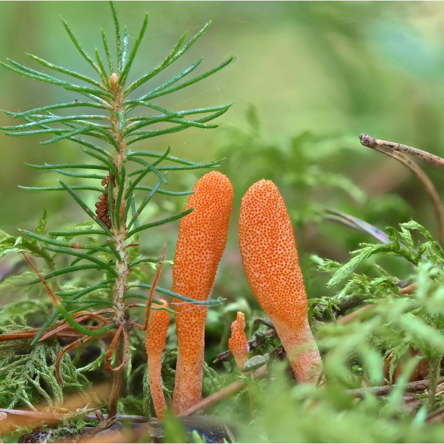 Tintura de Hongo Cordyceps Orgánico North Spore 118 ml - Energía y Vitalidad