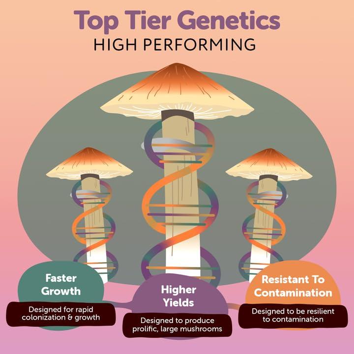 Cultivo Líquido de Cordyceps Orgánico MYYCO - Crecimiento Rápido