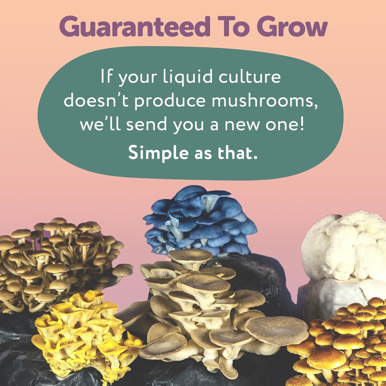 Cultivo Líquido de Cordyceps Orgánico MYYCO - Crecimiento Rápido