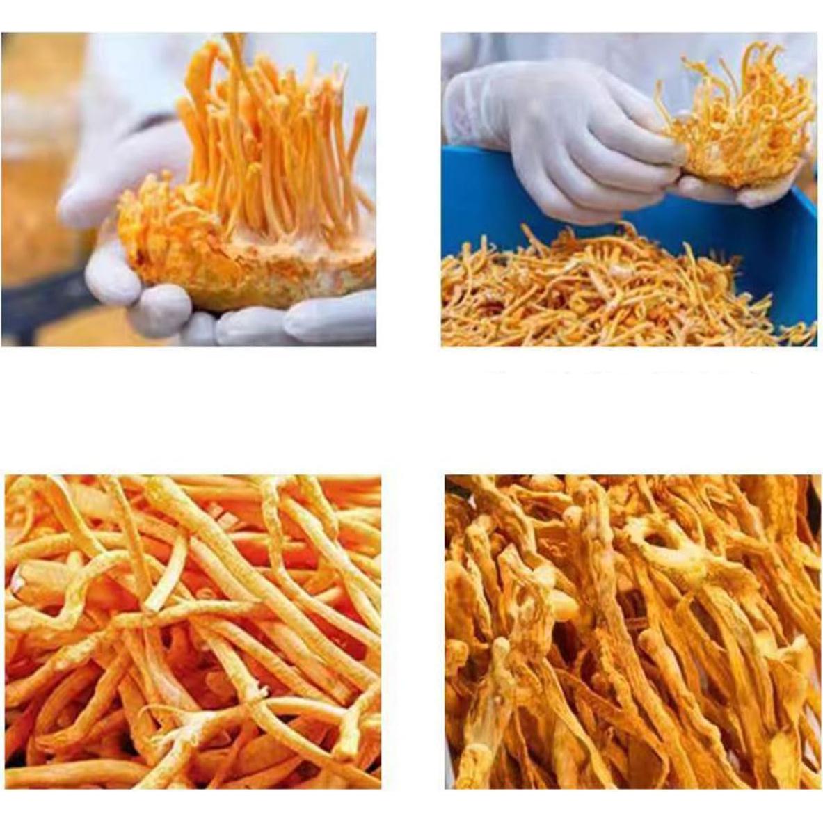 Hongo Cordyceps Militaris Seco SIFANGDA 1000g - Sin Aditivos