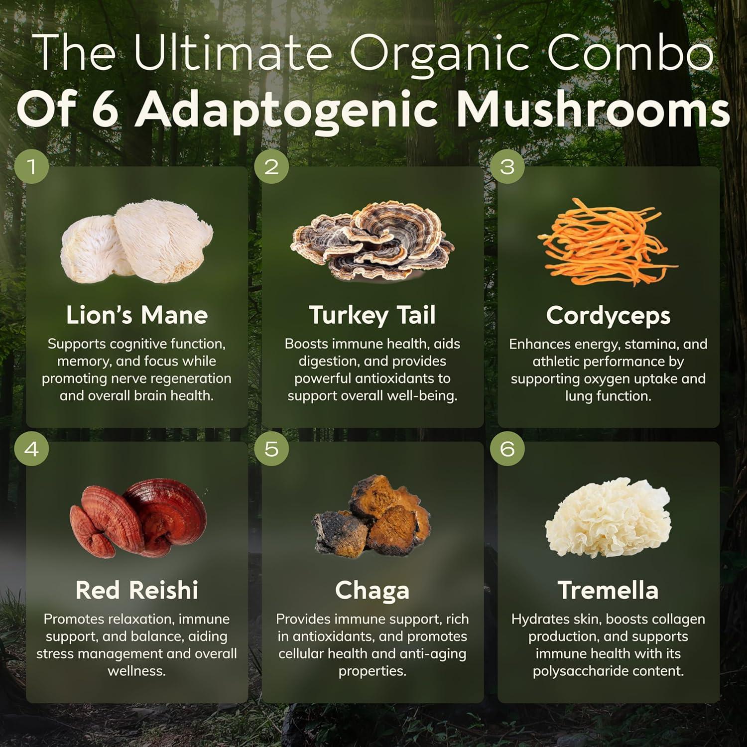 Mezcla de Hongos Orgánicos Super Seis Longevity 100g - 100% Cuerpos Fructíferos