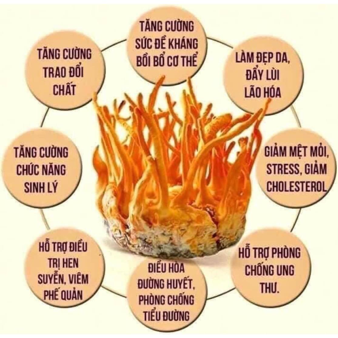 Cordyceps Militaris Seco 50g - Hongo Herbal Coreano