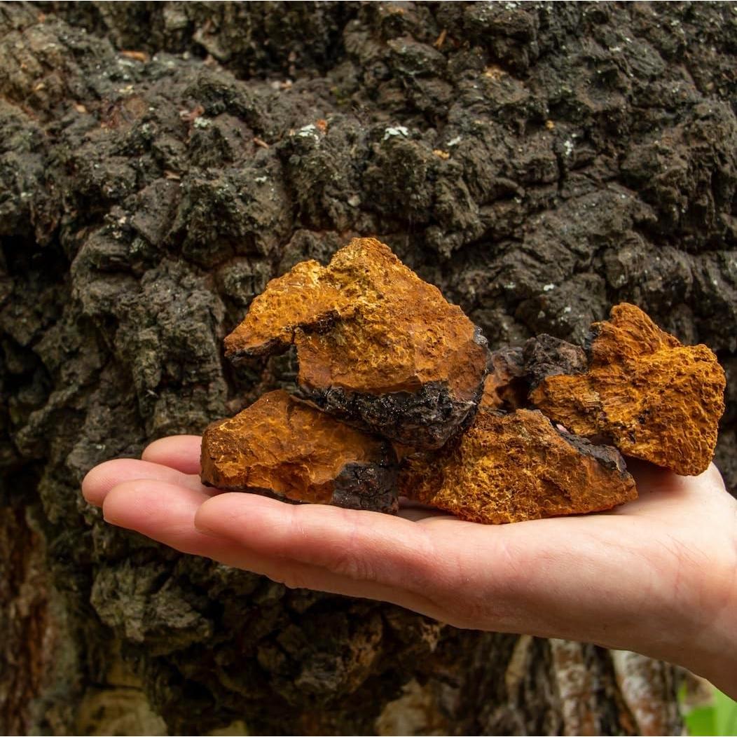 Tintura de Chaga Orgánico North Spore 118 ml - Adaptogénico