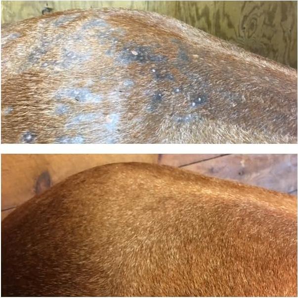 Spray de Salvación de Piel EQ5 473ml para Caballos - Alivio Costras y Ronchas