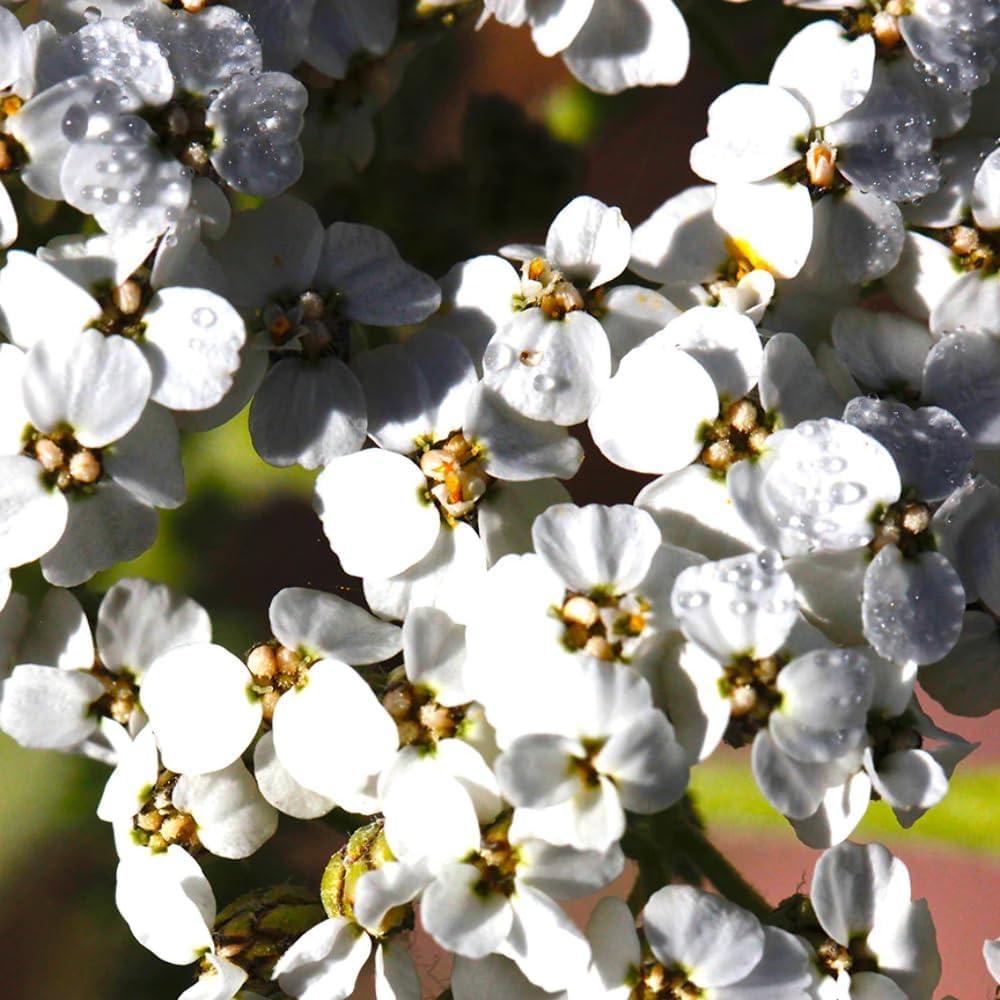 Aceite Esencial de Yarrow Orgánico Aromatics International 18ml