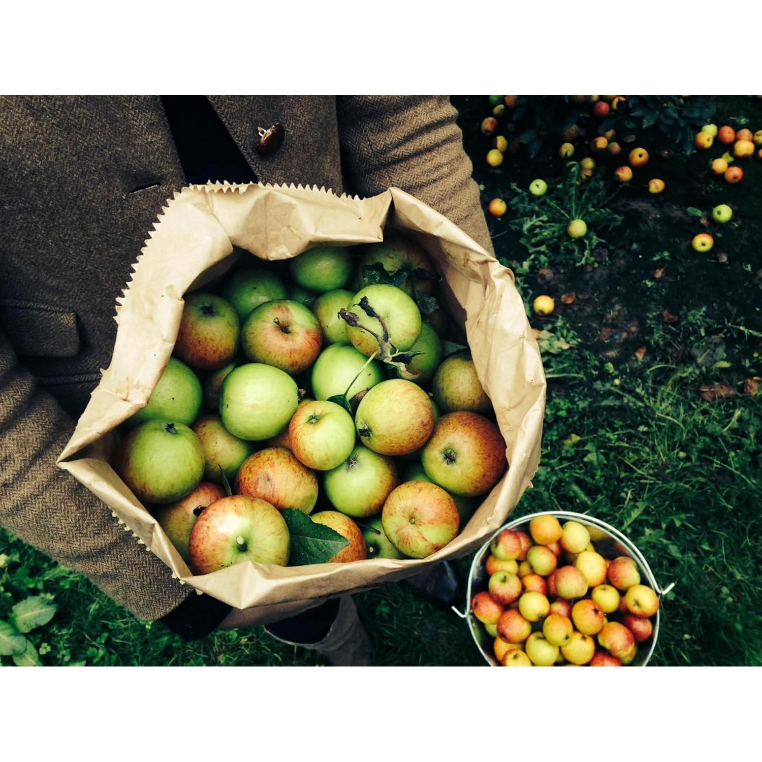 Vinagre de Sidra de Manzana Orgánico Willy 500 ml con Cúrcuma y Limón