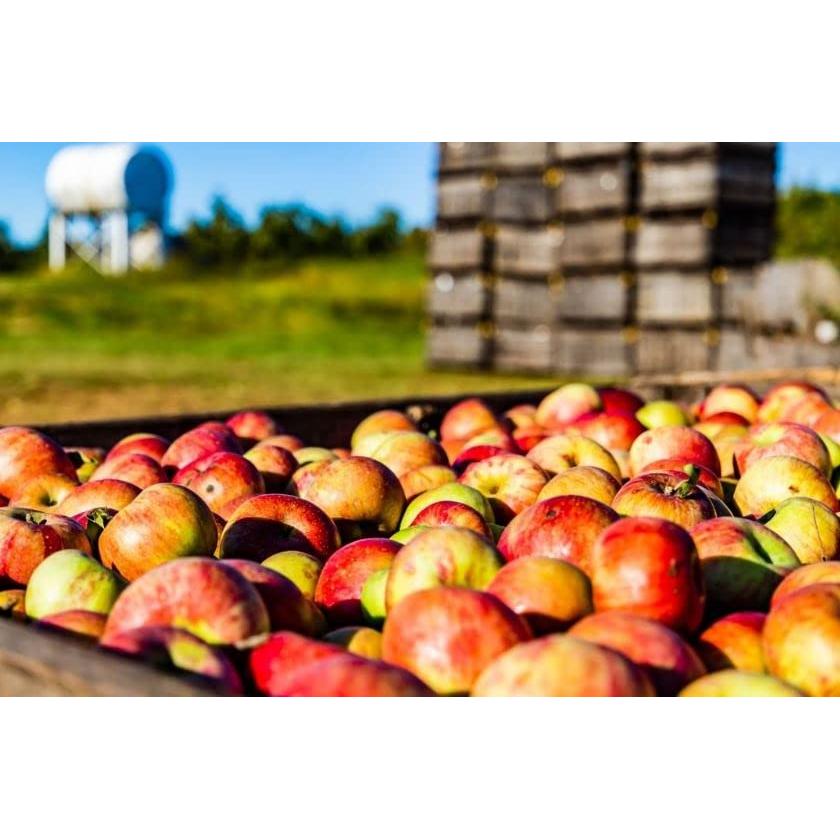 Vinagre de Sidra de Manzana Orgánico White House 24x59ml