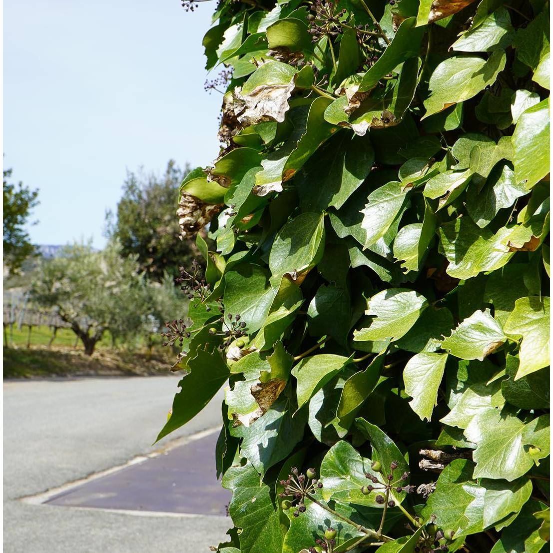 Aceite de Semilla de Uva EIR Oils 473 ml - Puro para Piel y Cabello