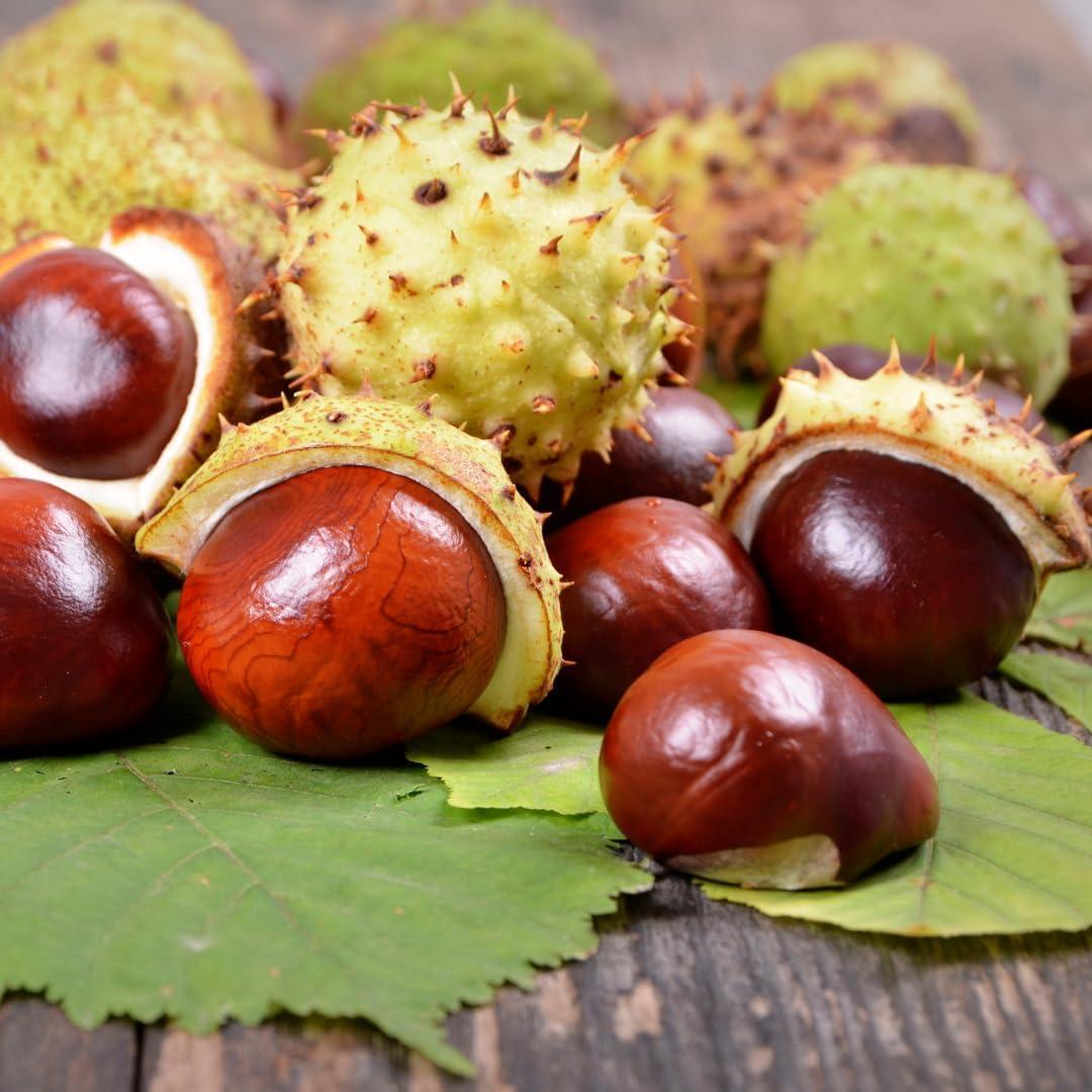 Castaño de Indias Earthborn Elements 200 Cápsulas Puras