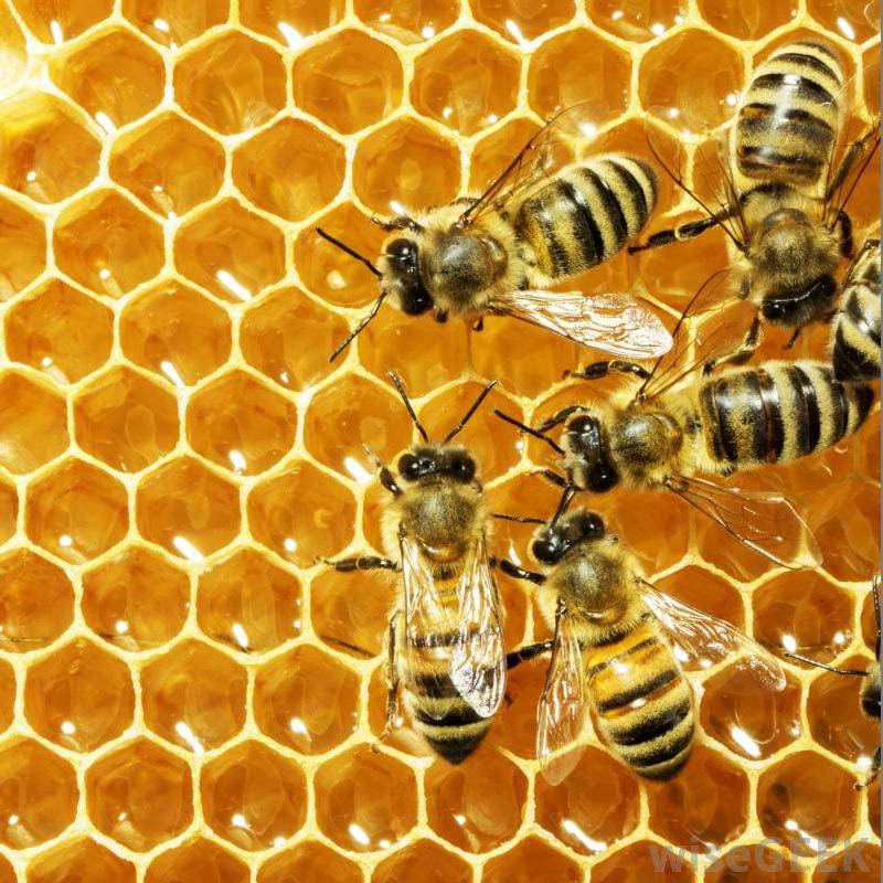 Bálsamo Hidratante Facial Paleo Shwally 56.7 g Sin Fragancia