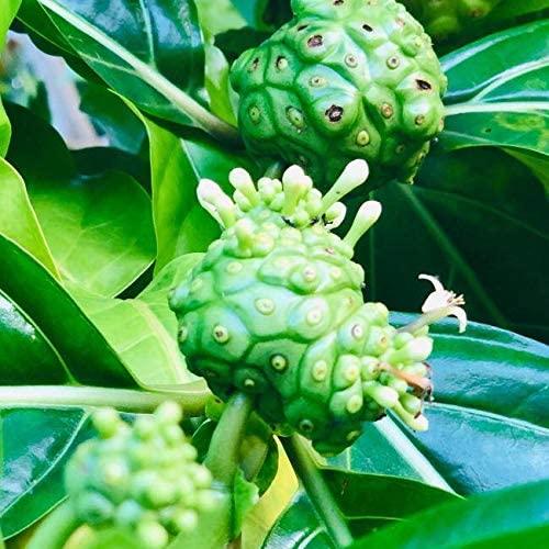 Loción Hidratante Corporal Pure Fiji - Leche de Coco 340 g