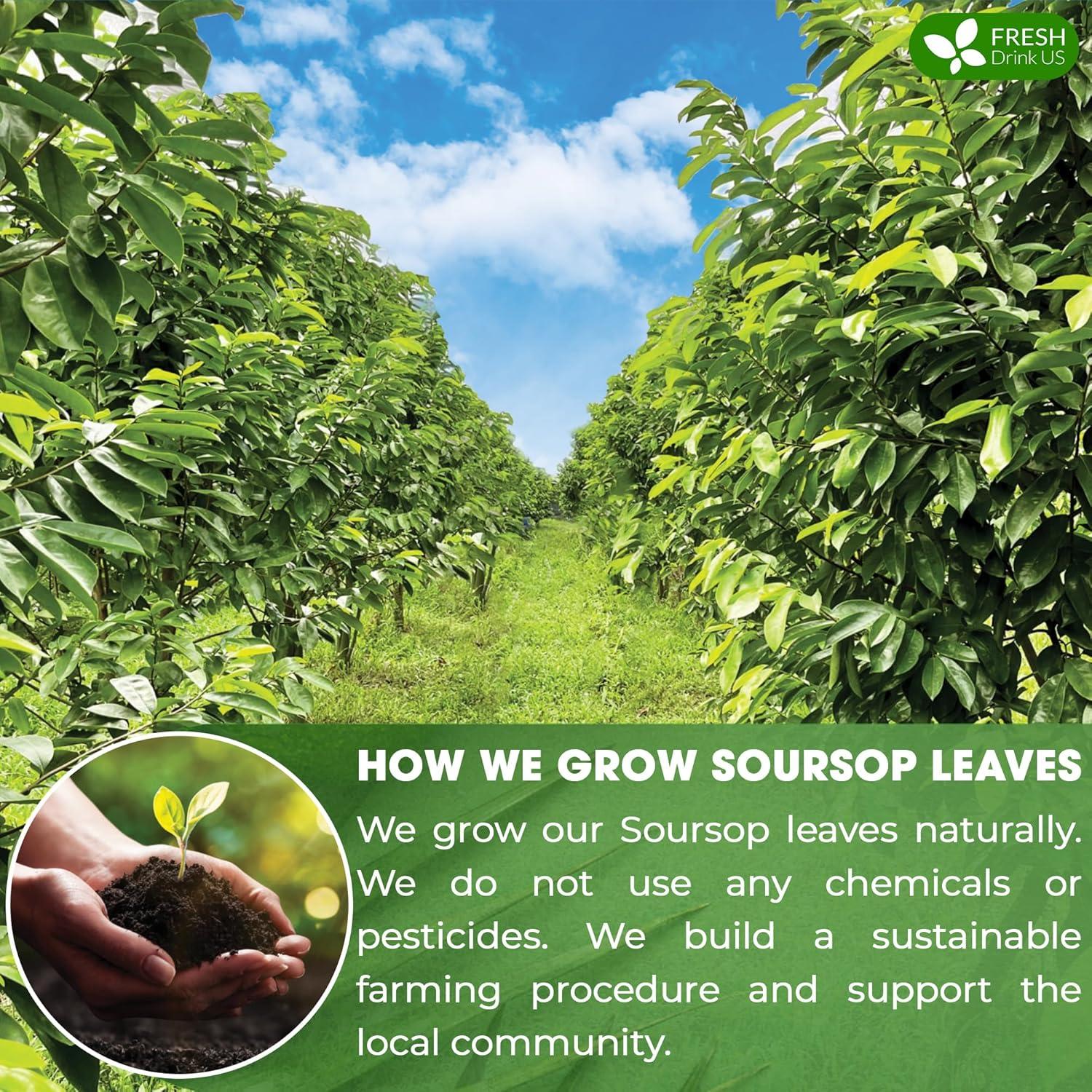 Té de Hojas Secas de Guanábana FreshDrinkUS 330-350 Hojas