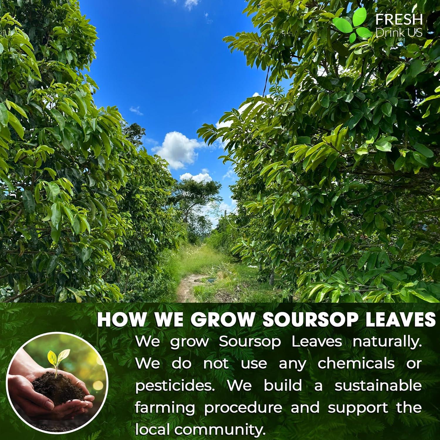 Polvo de Hoja de Guanábana FRESHDRINKUS 28g 100% Natural