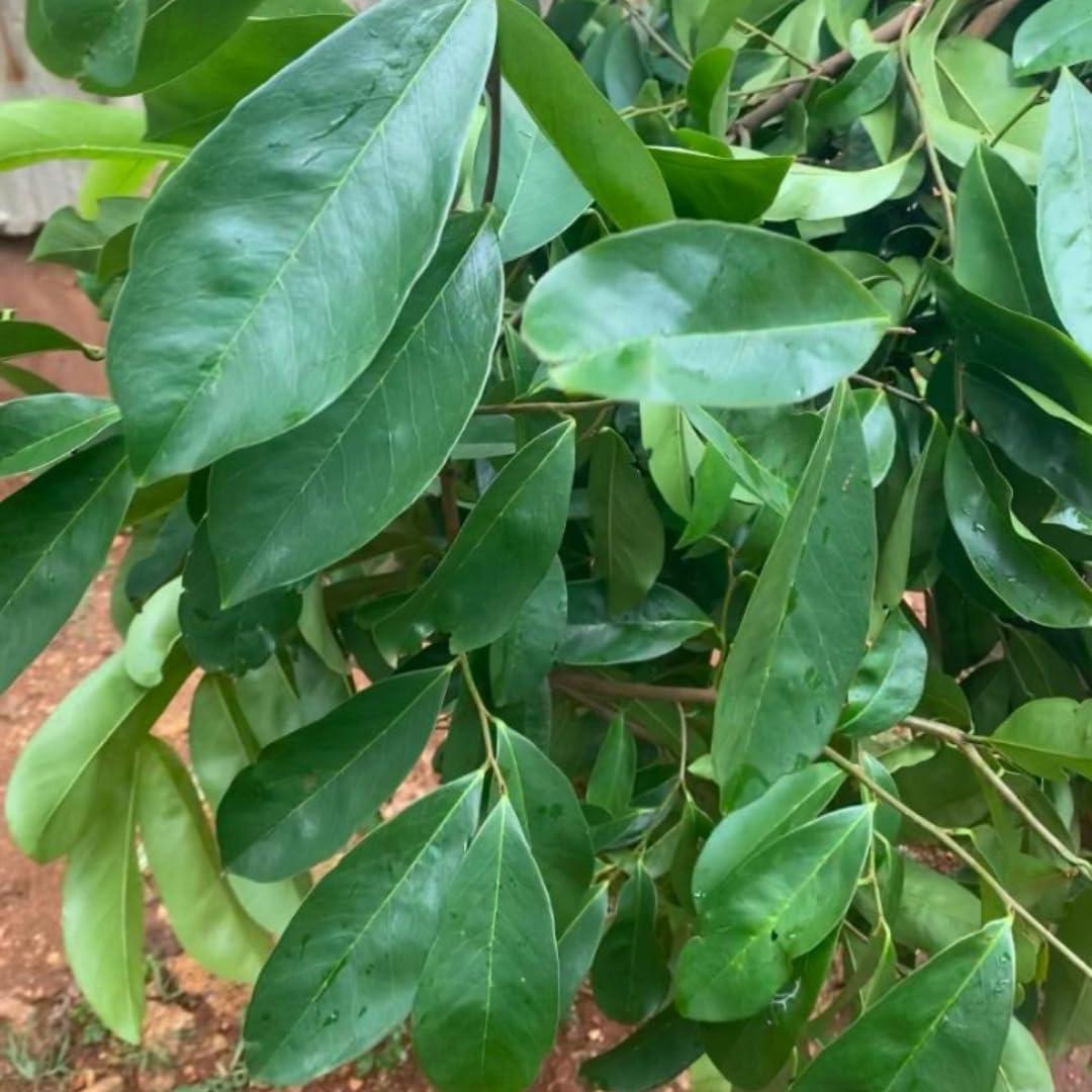 Té de Hojas de Soursop Orgánico Awiting 28g - 60 Hojas Secas