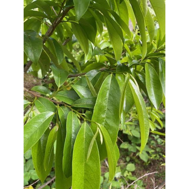 Hojas de Té de Guanábana Orgánicas Maui Medicinal 21g