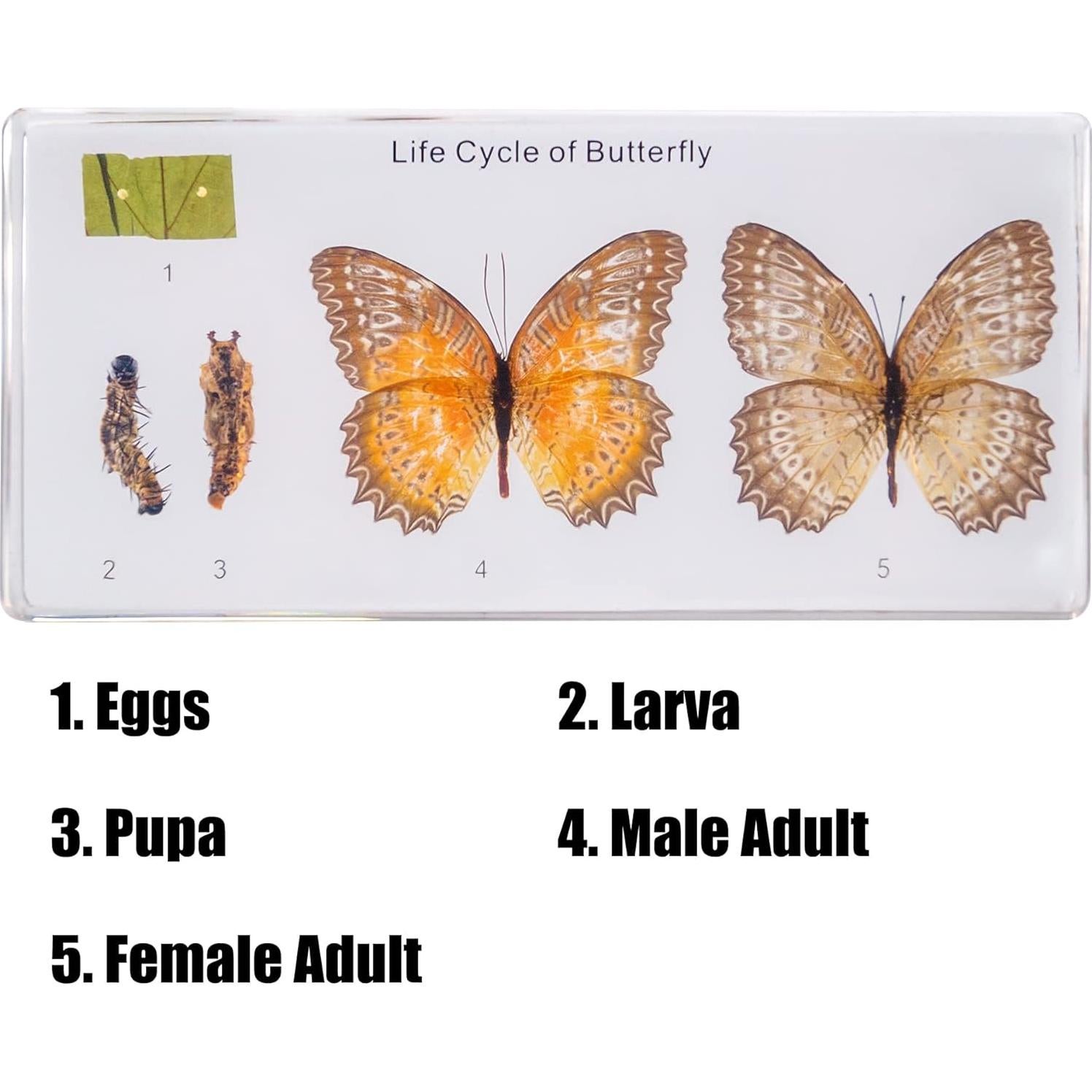 Kit de Insectos en Resina EJLIFEBOX - Mariposa y Más