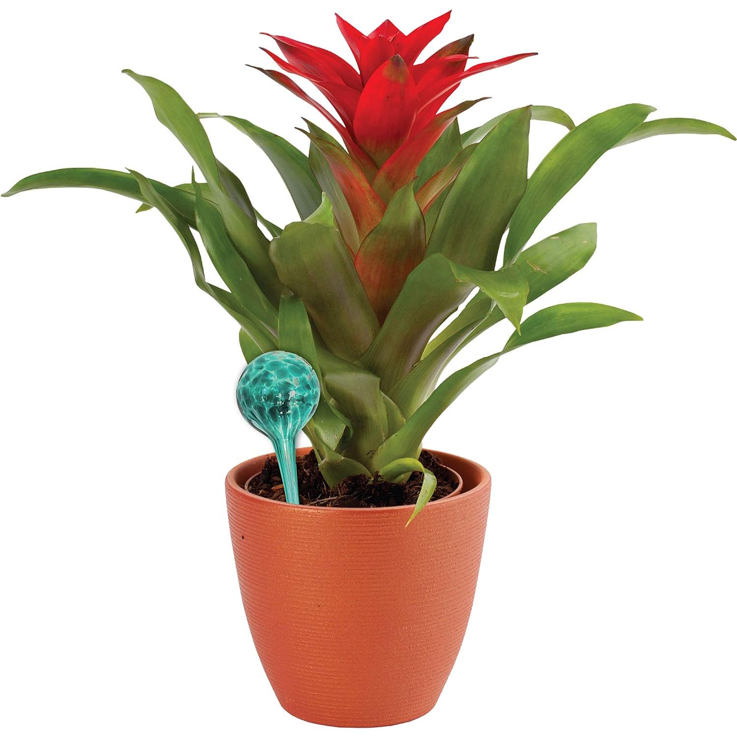 Set de 4 Globos de Riego Wyndham House - Vidrio Soplado 30cm