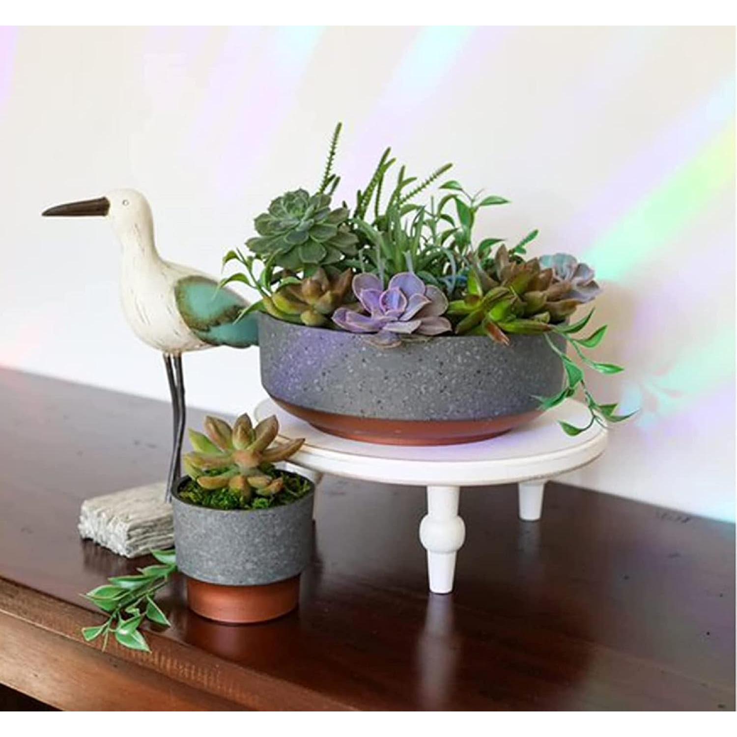 Maceta Mini Suculenta El HC Companies 7.62 cm Drenaje