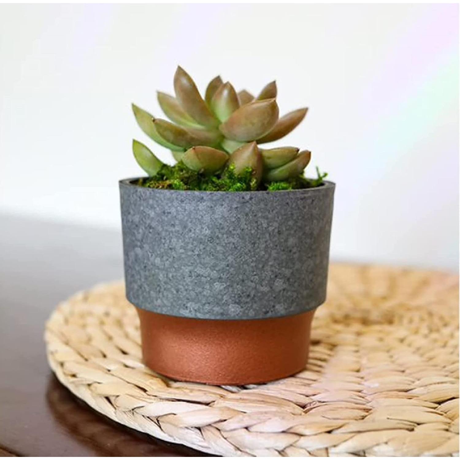 Maceta Mini Suculenta El HC Companies 7.62 cm Drenaje