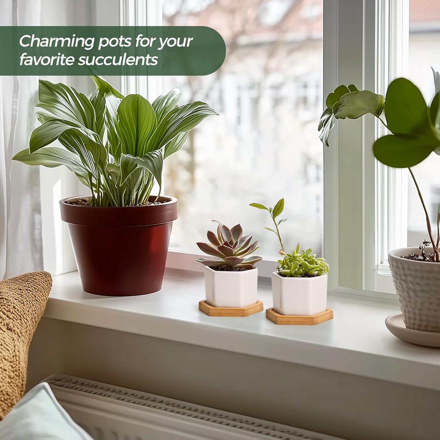 Macetas Hexagonales T4U para Suculentas con Bandeja - Juego de 2