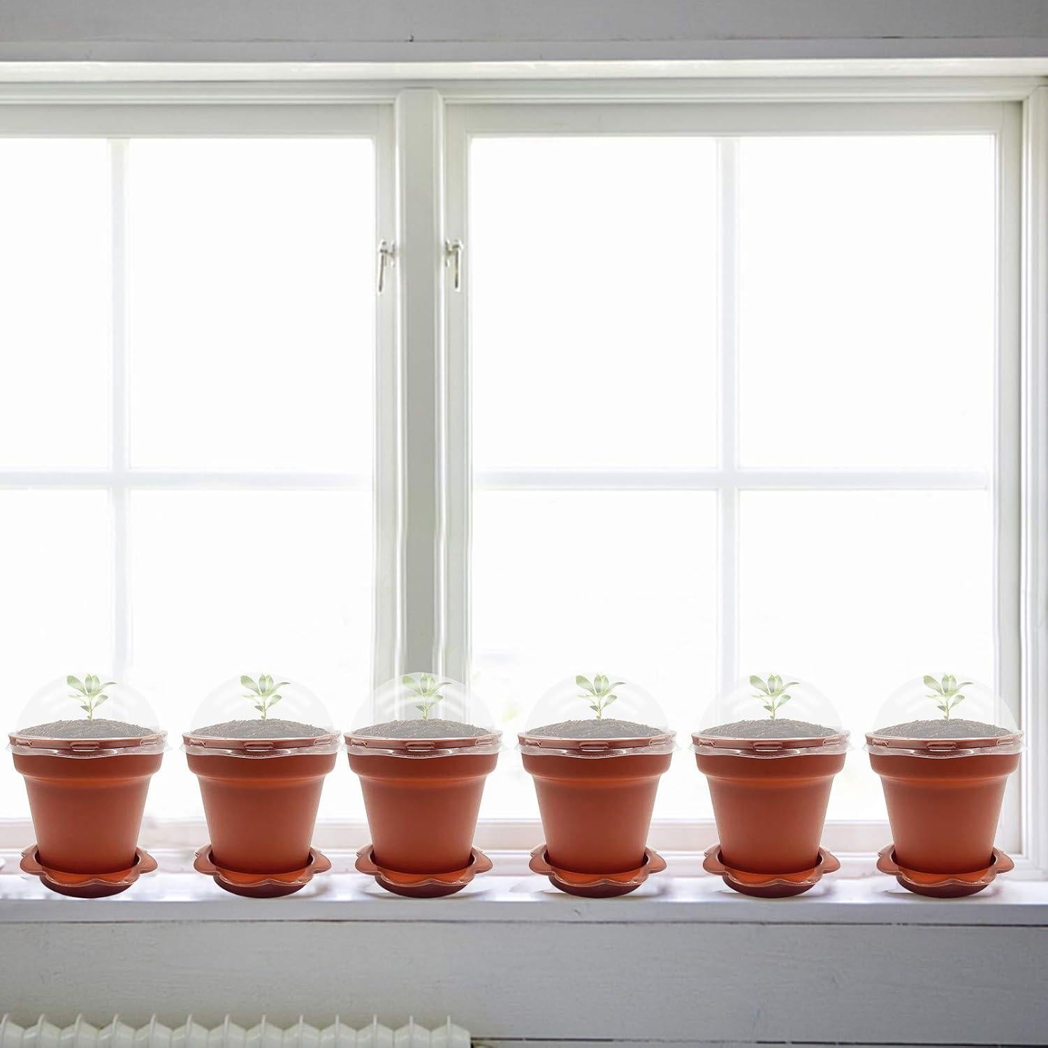 30 Macetas de Vivero PURPLE STAR 1N con Domo de Humedad