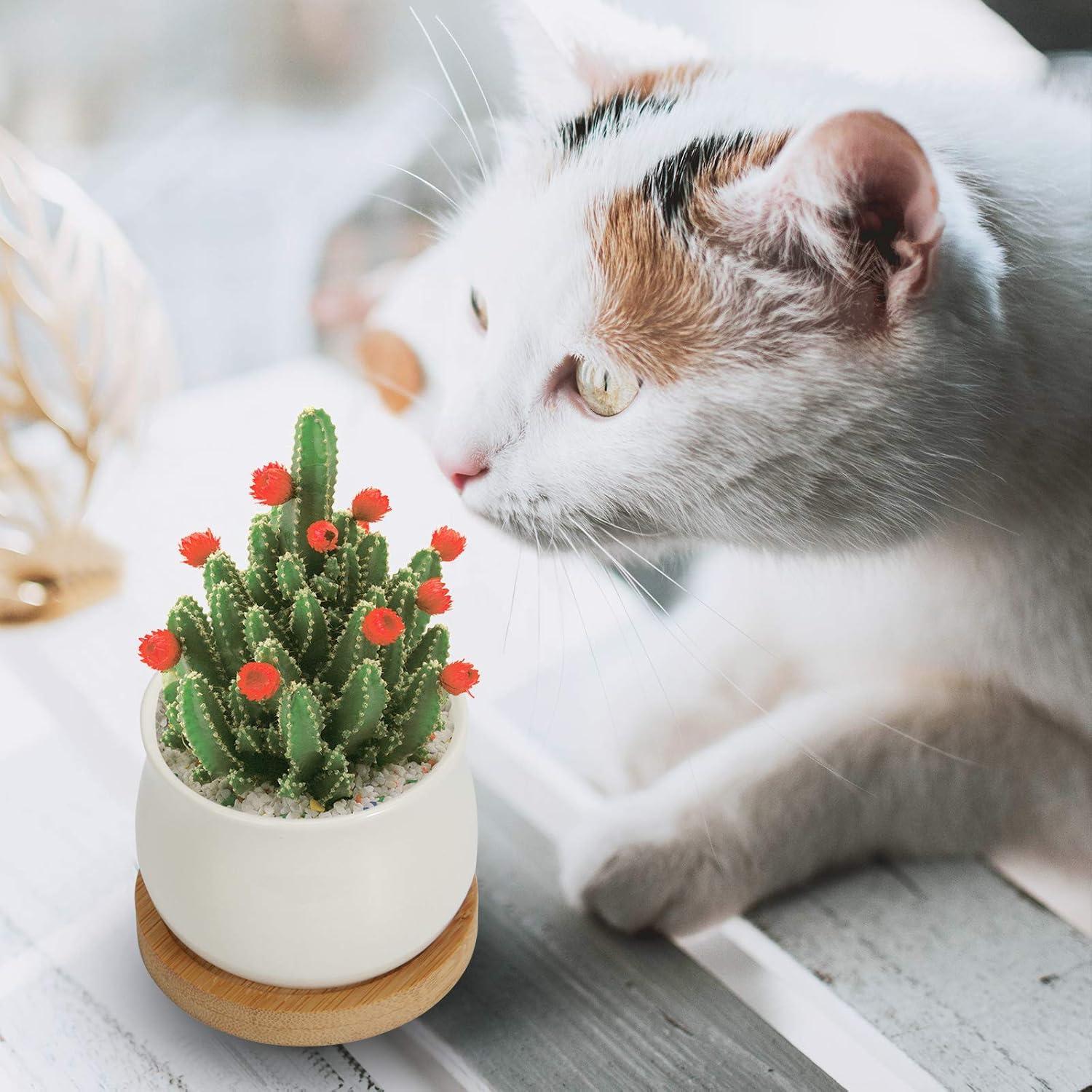 ZOUTOG 12 Macetas Mini de Cerámica 6.6 cm con Drenaje