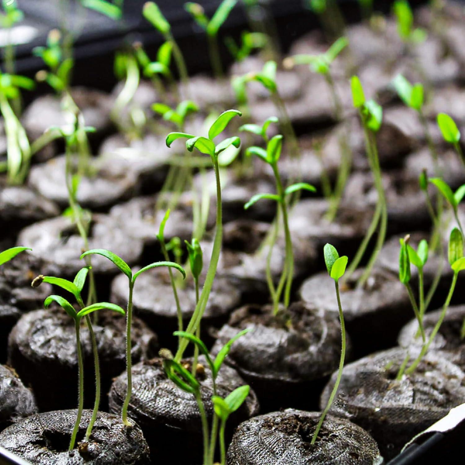 50 Pellets de Turba para Plántulas YS - 35mm para Germinación
