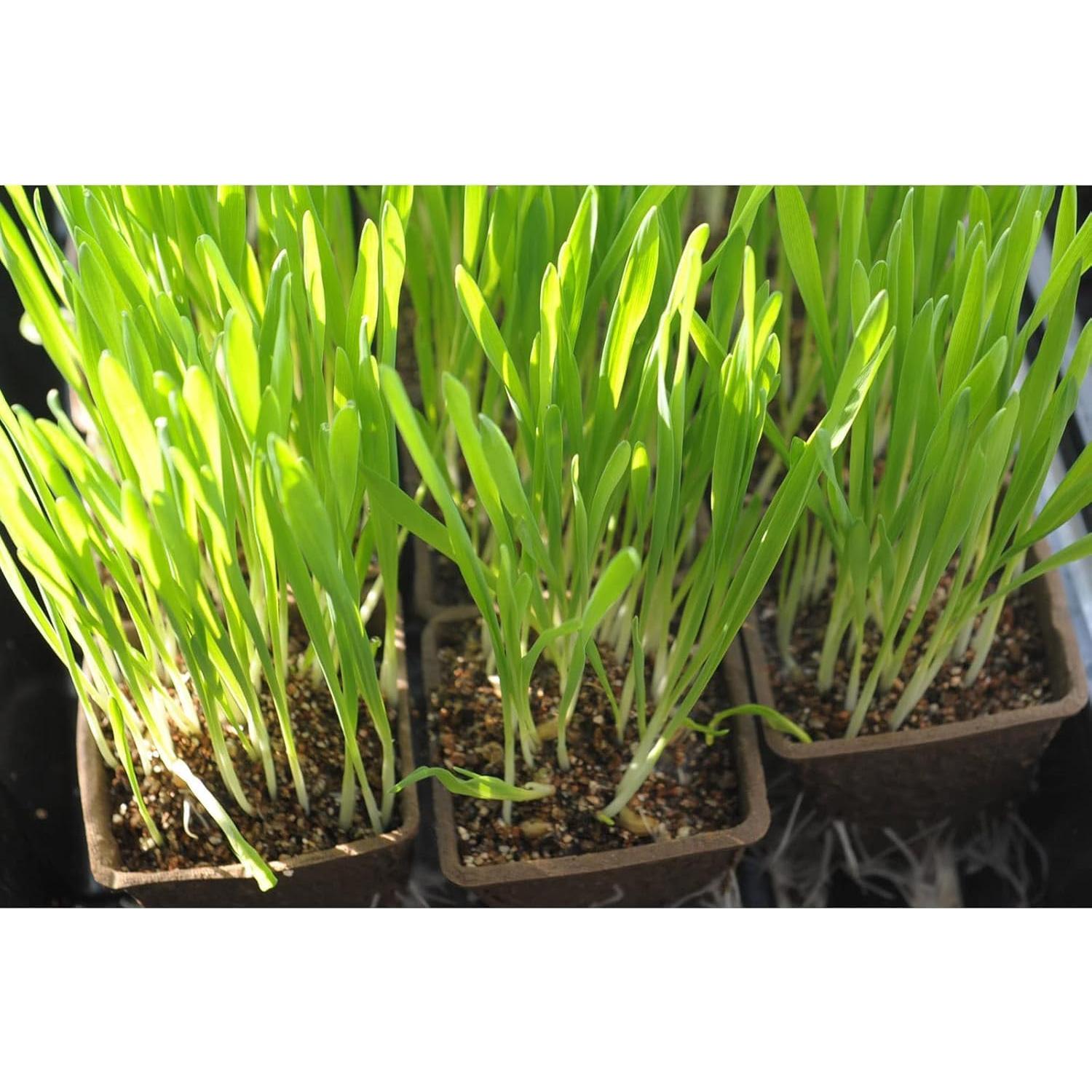 Kit de Jardinería UTYLNE con 100 Macetas de Turba y Herramientas