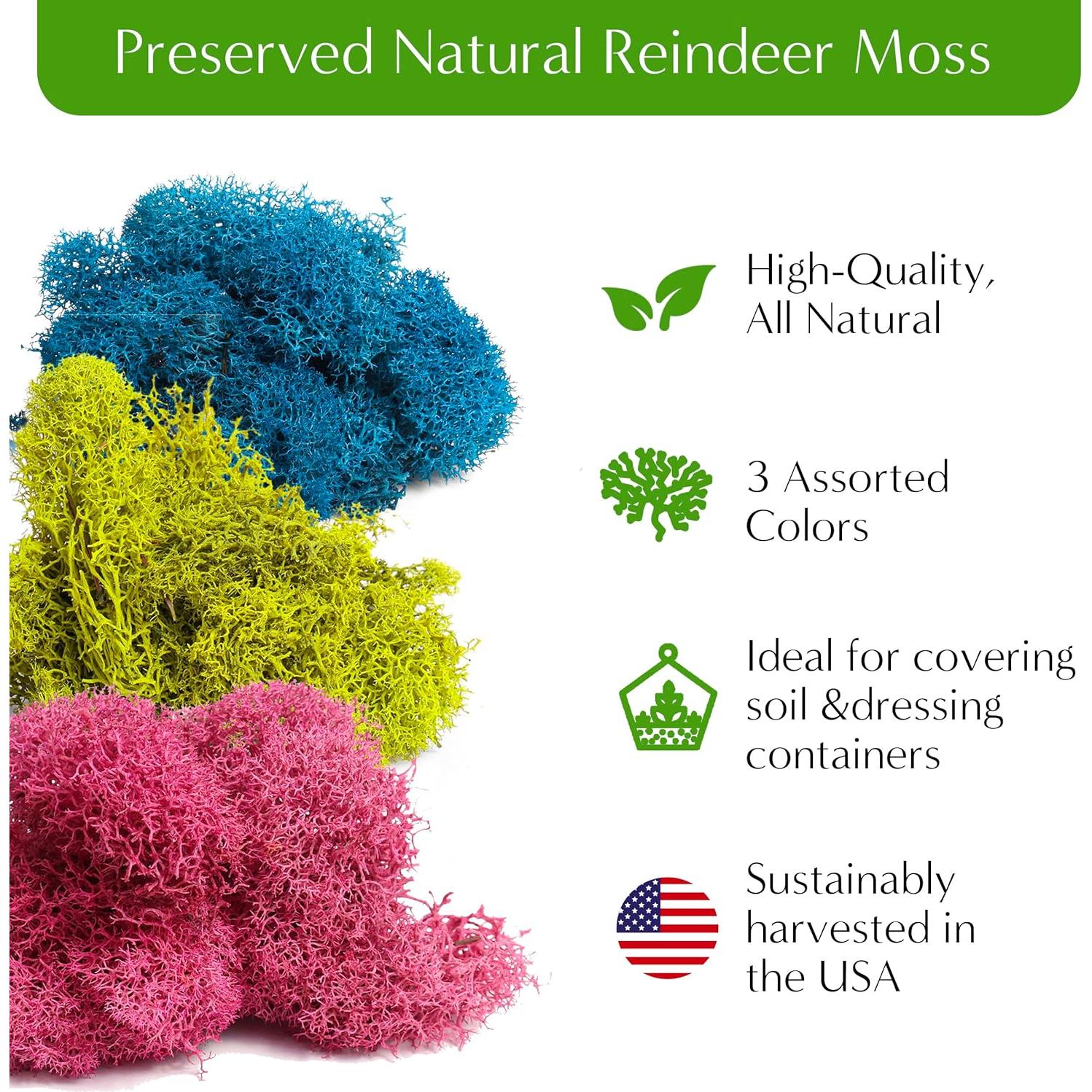 Kit de Terrario DIY Pequeño Creaciones de Nathalie - 11 Piezas