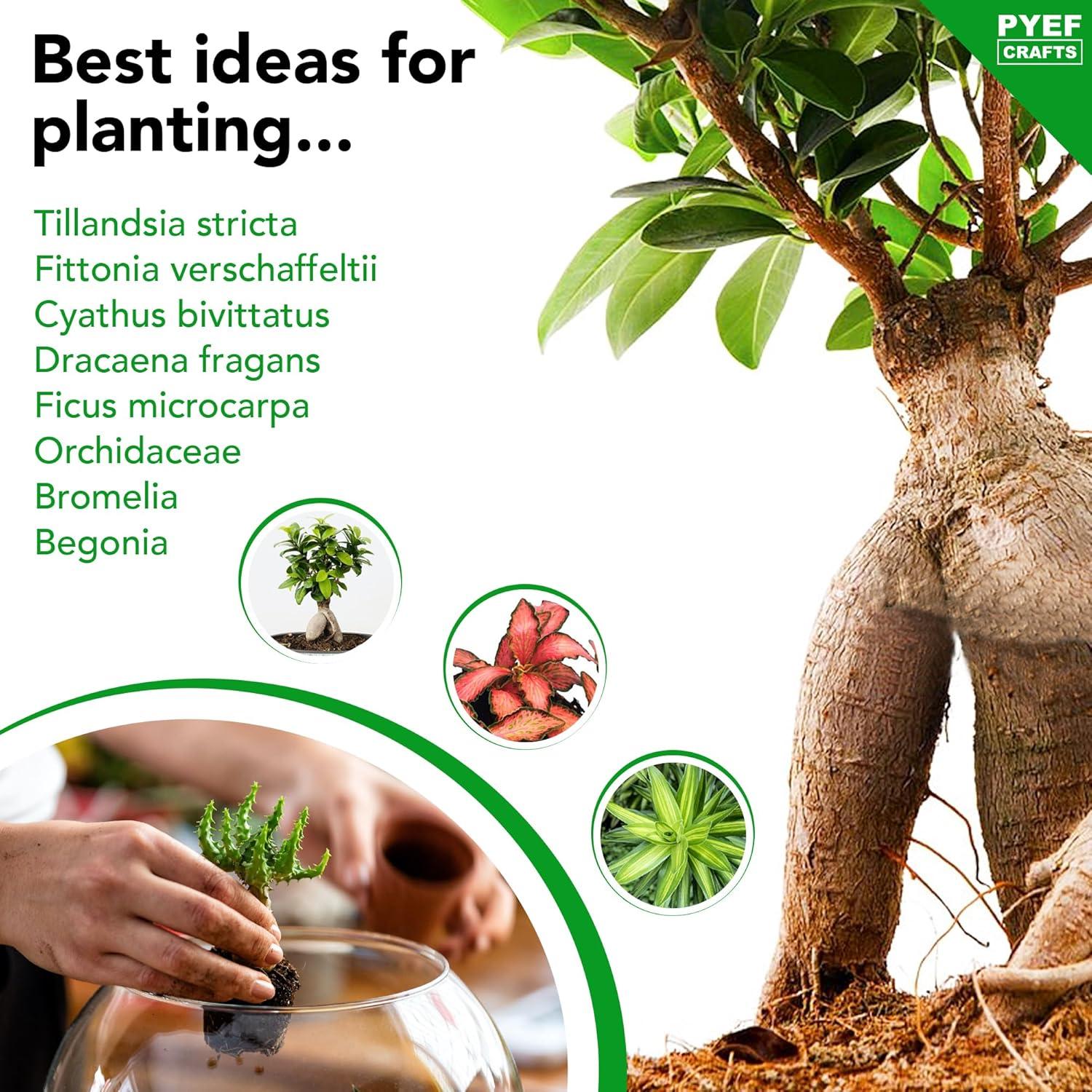 Kit de Terrario DIY PYEF CRAFTS - Incluye Materiales y Herramientas