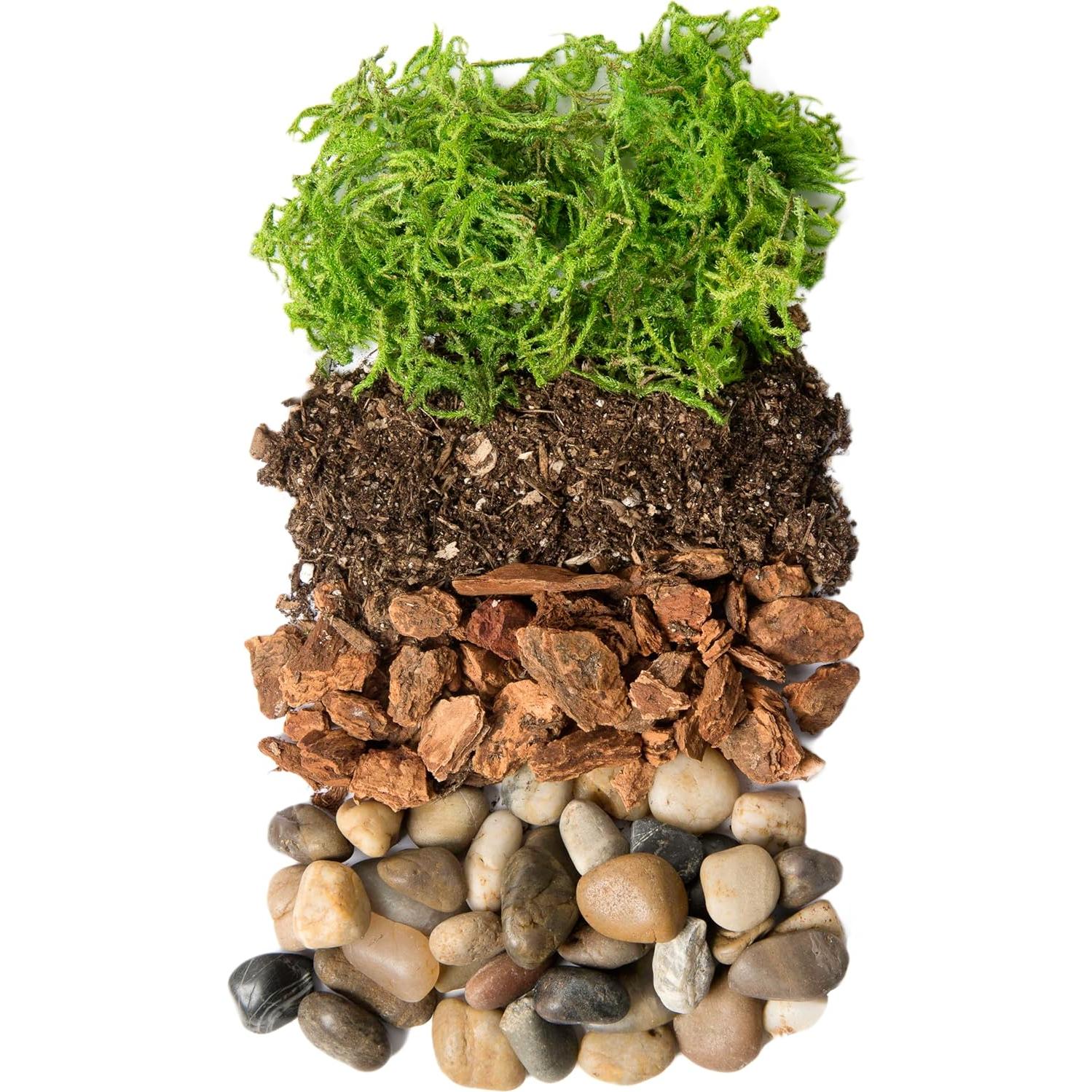 Kit de Terrario DIY SuperMoss Portland - Tarro de 8.89 cm