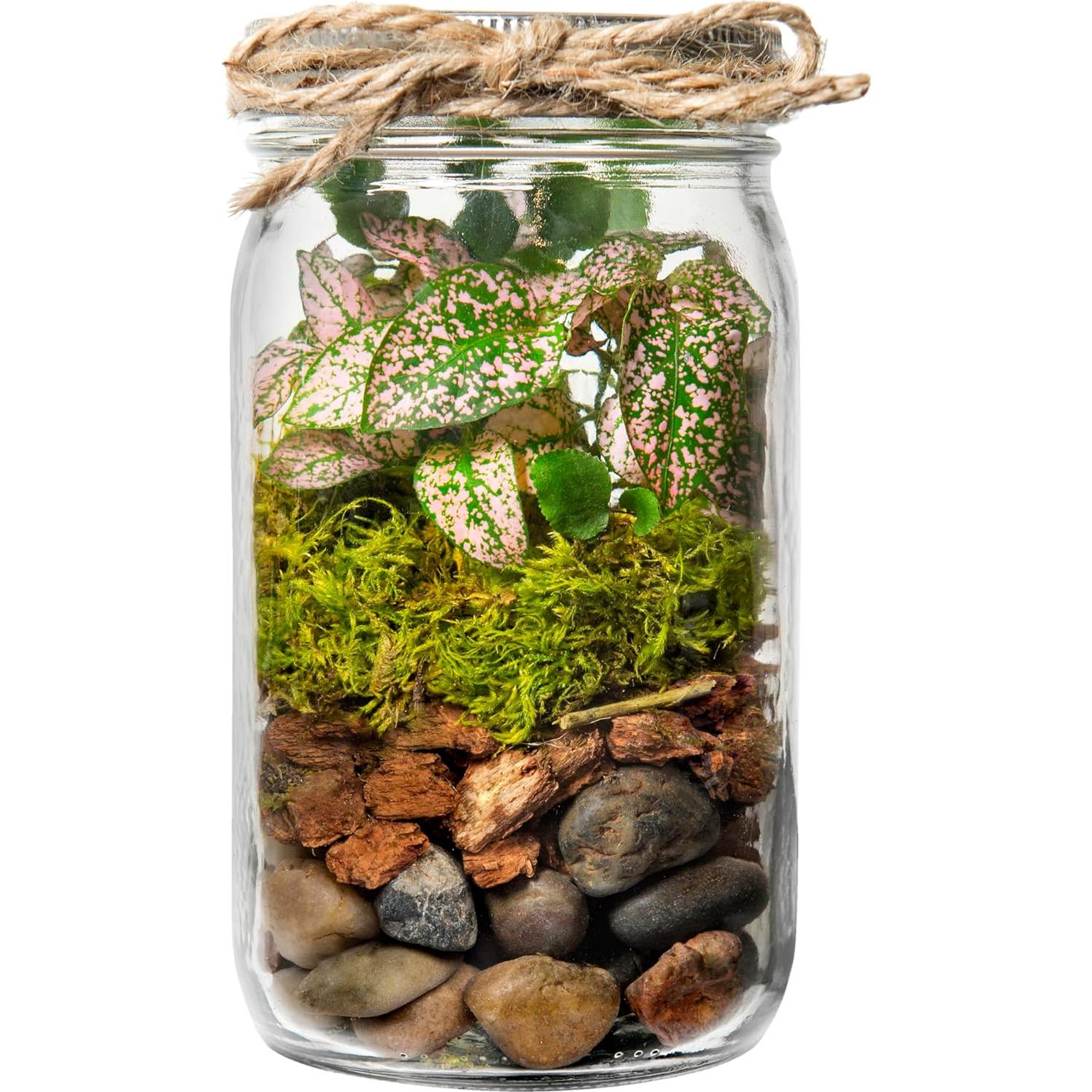 Kit de Terrario DIY SuperMoss Portland - Tarro de 8.89 cm