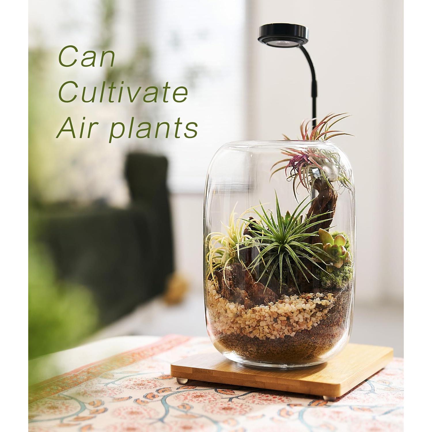 Kit de Terrario LUCKY PLANT con Luz de Crecimiento y Suministros