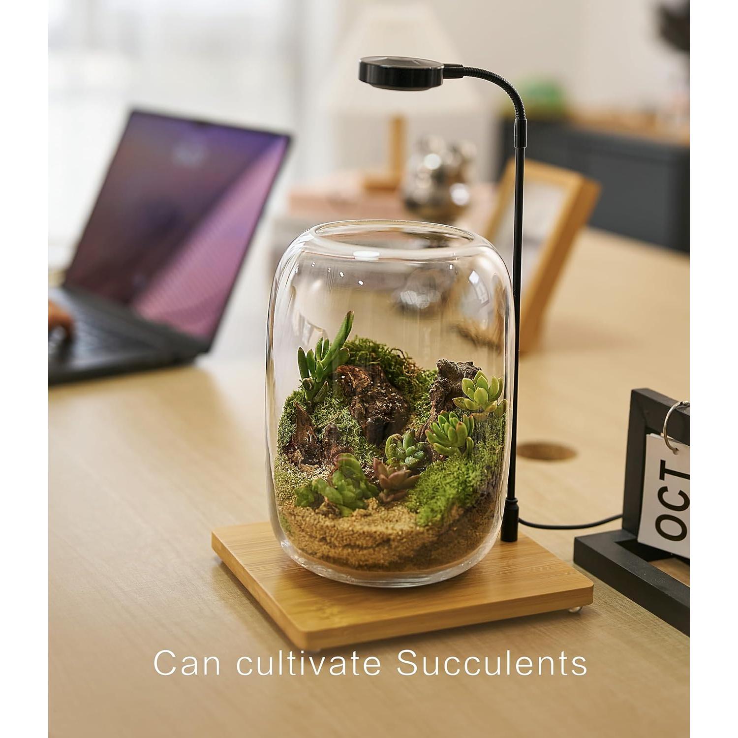 Kit de Terrario LUCKY PLANT con Luz de Crecimiento y Suministros