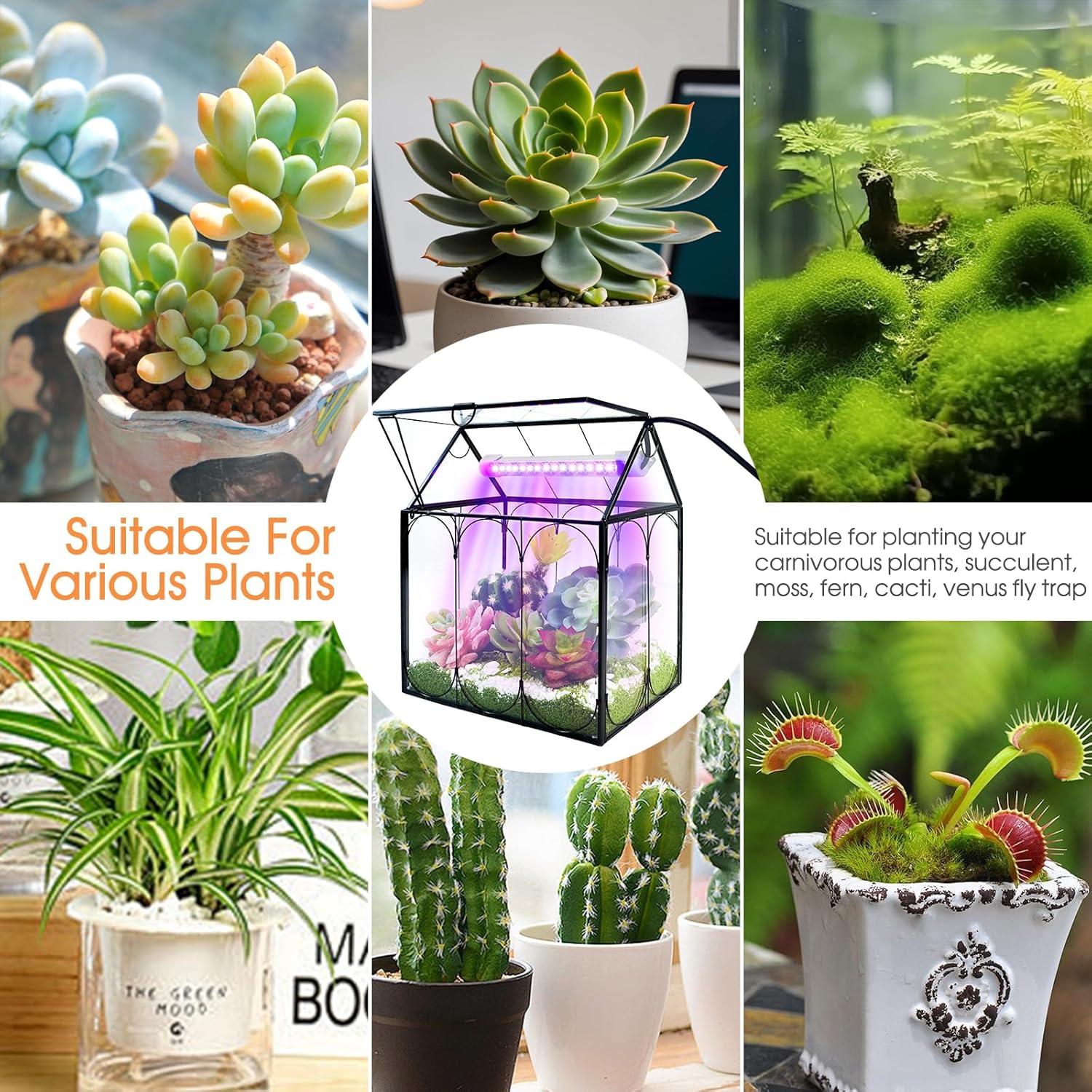 Kit de Terrario de Plantas RIFNY con Luz de Crecimiento 18x12cm