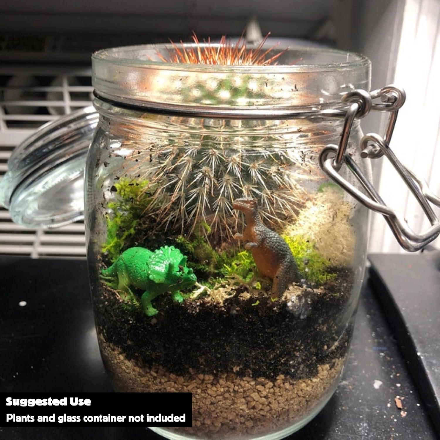 Kit de Inicio para Terrario Cute Farms | Musgo, Tierra y Abono