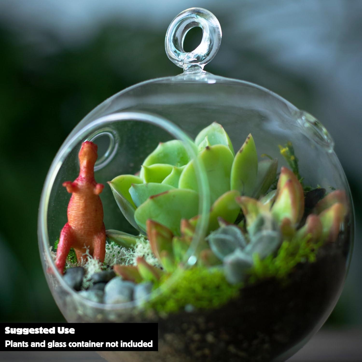 Kit de Inicio para Terrario Cute Farms | Musgo, Tierra y Abono