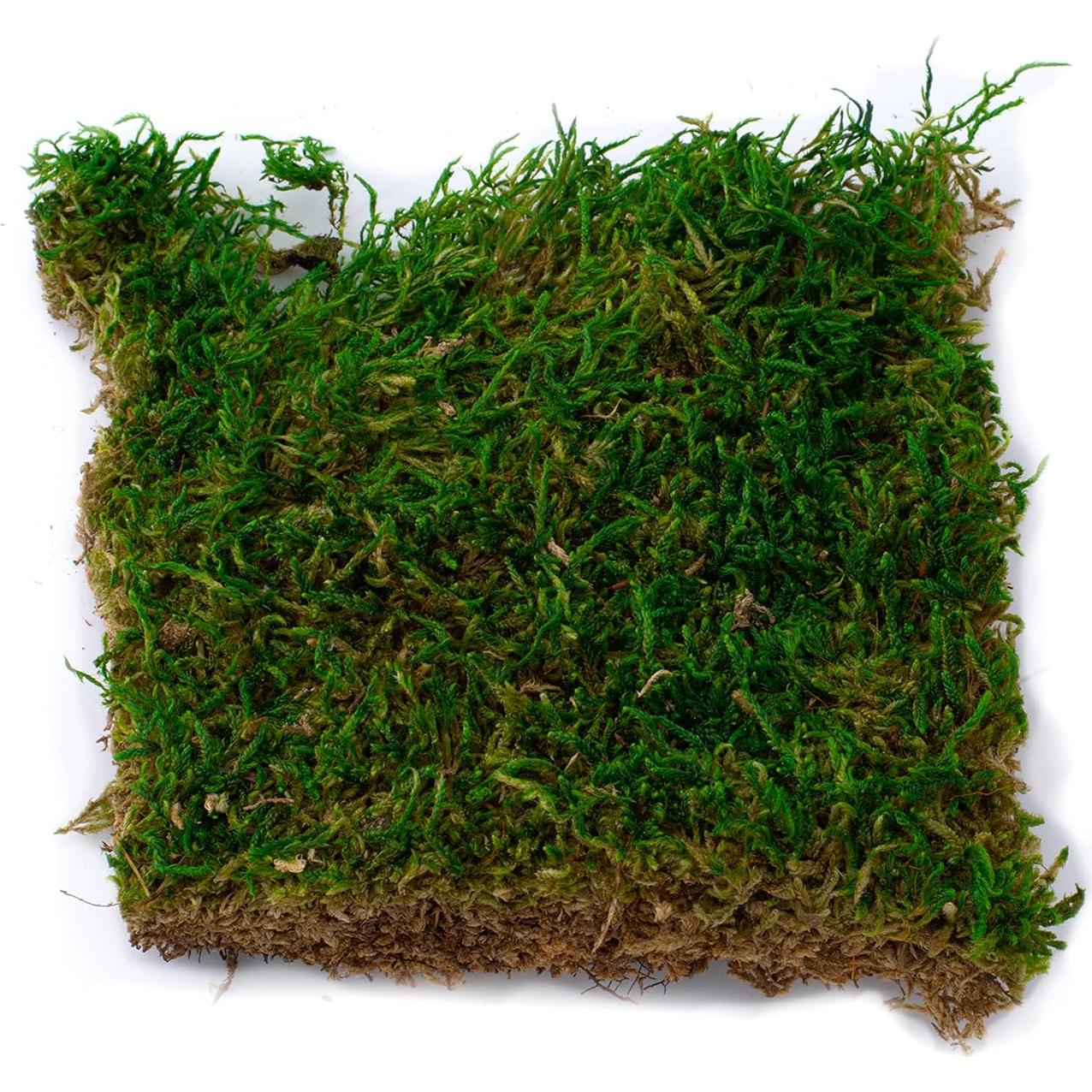 Kit de Terrario Suculento TerraGreen - Tierra, Grava y Musgo