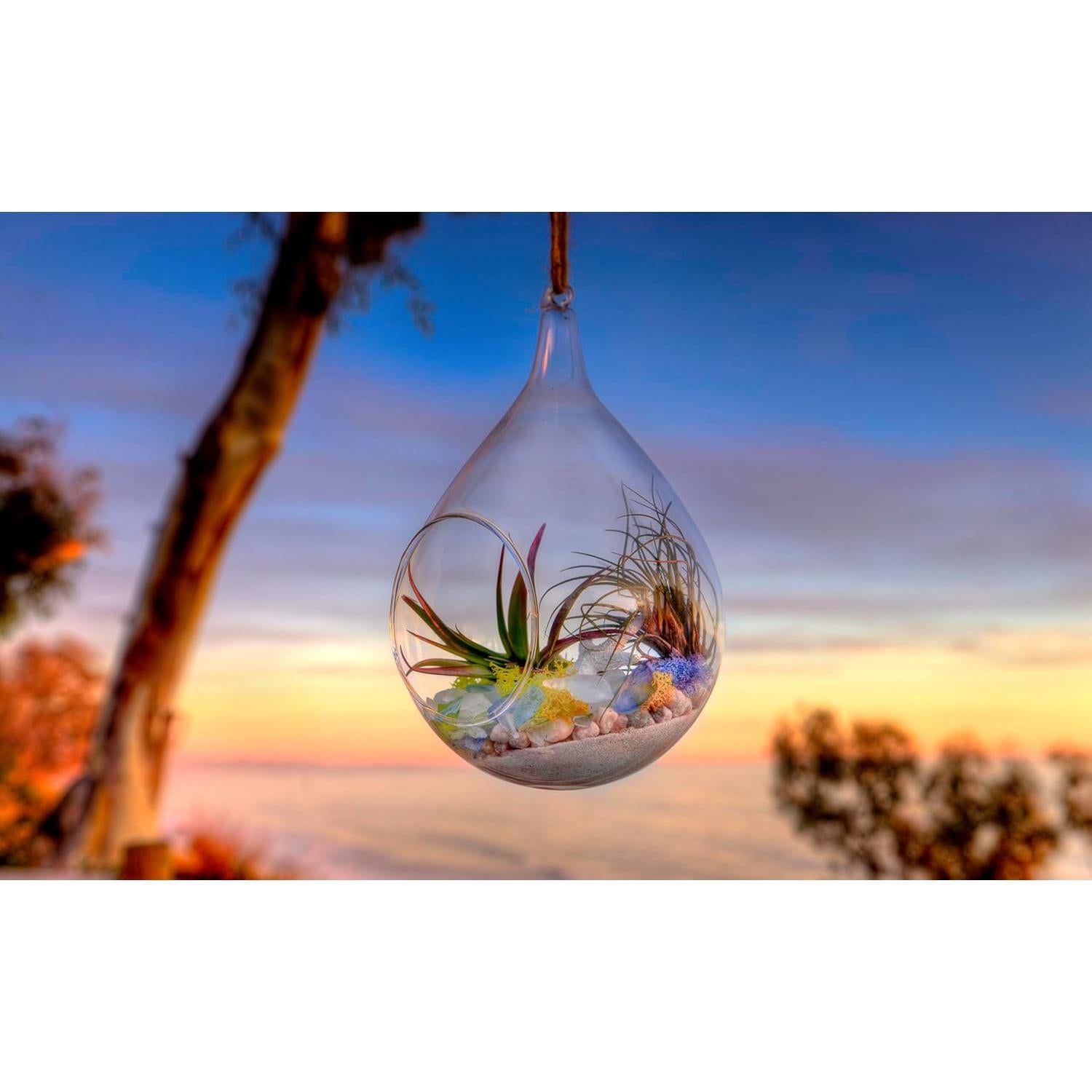 Kit de Terrario de Playa DIY SuperMoss 90422 - 113.4 g